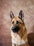 German shepherd catches food on brown studio background. Adorable pet dog eats dry food and poses. Emotional shots with close up