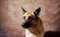 German shepherd catches food on brown studio background. Adorable pet dog eats dry food and poses. Emotional shots with close up