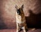 German shepherd catches food on brown studio background. Adorable pet dog eats dry food and poses. Emotional shots with close up