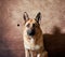 German shepherd catches food on brown studio background. Adorable pet dog eats dry food and poses. Emotional shots with close up