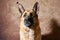 German shepherd catches food on brown studio background. Adorable pet dog eats dry food and poses. Emotional shots with close up