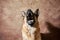 German shepherd catches food on brown studio background. Adorable pet dog eats dry food and poses. Emotional shots with close up