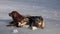 German shepherd and a chocolate brown labrador dog on the ice.