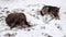 A german shepherd and a chocolate brown labrador retriever dog lying in the snow, eats bone