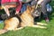 German shepherd close-up. On the green grass lies a German shepherd in a muzzle