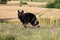 German shepherd in a corn field