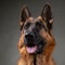 German Shepherd. Cute little face. Studio photo session