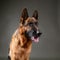 German Shepherd. Cute little face. Studio photo session