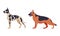 German Shepherd and Dalmatian Purebred Dog as Domestic Pet Animal in Standing Pose Side View Vector Set