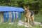 German Shepherd Diogenes with his barrel