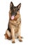 German Shepherd dog