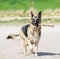 German Shepherd dog on beach