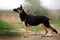 german shepherd dog beautiful portrait magic light walk