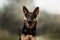 german shepherd dog beautiful portrait magic light walk