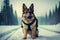 German Shepherd Dog with Black Harness in Snowy Forest