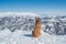 german shepherd dog and boxer enjoying the snowy landscape