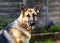 German shepherd dog breed female