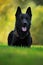 German Shepherd Dog, is a breed of large-sized working dog that originated in Germany, sitting in the green grass with nature back