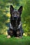 German Shepherd Dog, is a breed of large-sized working dog that originated in Germany, sitting in the green grass with nature back