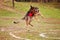 German shepherd dog catches a Frisbee in the autumn in the field