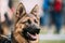 German Shepherd Dog Close Up. Alsatian Wolf Dog Or German Shepherd