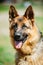 German Shepherd Dog Close Up. Alsatian Wolf Dog Or German Shepherd Dog