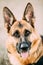 German Shepherd Dog Close Up. Alsatian Wolf Dog Or German Shepherd Dog