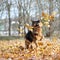 German shepherd dog composition
