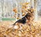 German shepherd dog composition