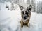 German shepherd dog covered in snow, Cortina D`Ampezzo, Italy