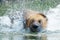 German Shepherd Dog, Deutscher SchÃ¤ferhund, is a breed of medium to large-sized working dog, splashing water in the river
