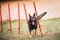 German Shepherd Dog doing agility - running slalom. Agility slalom. Training Of Purebred Adult Alsatian Wolf Dog