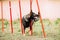 German Shepherd Dog doing agility - running slalom. Agility slalom. Training Of Purebred Adult Alsatian Wolf Dog