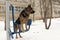 German shepherd dog on exercise equipment