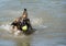 German Shepherd Dog with funny face and ball having fun at dog swim at Howarth Park, Santa Rosa California