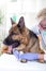 German Shepherd Dog getting bandage after injury on his leg by a
