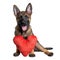 German Shepherd Dog Holding Heart Shaped Pillow