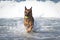 German Shepherd Dog i Ocean