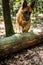 German Shepherd Dog Jumping Over Fallen Tree in Forest, Action Blur