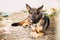 German Shepherd dog K-9 military soldier alsatian dog