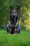 German Shepherd Dog, large-sized working dog that originated in Germany, sitting in the green grass with nature forest background