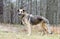German Shepherd Dog, leash and collar, skin condition, inhumane treated