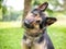 A German Shepherd dog listening with a head tilt