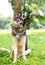 A German Shepherd dog listening with a head tilt