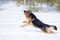 German shepherd dog long-haired jumping winter outdoor