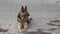 German shepherd dog lying on the ice ,hanging tongue, watching, obedient