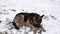 A german shepherd dog lying in the snow, bone is chewed by dog