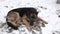 A german shepherd dog lying in the snow, the dog eats bone.