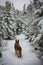 German Shepherd dog making fresh path down trail