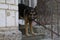 German shepherd dog is nearly lattice